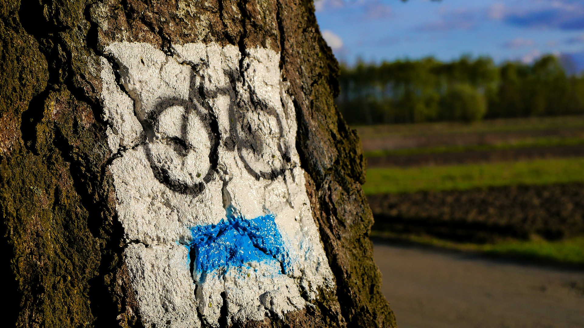 znak trasy rowerowej na korze drzewa