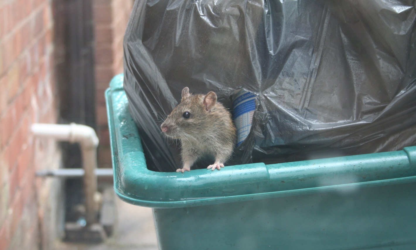 szczur stojący na śmietniku